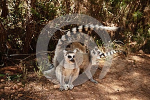 ring-tailed gray lemur in natural environment Madagascar.Close-up, cute primate