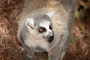 ring-tailed gray lemur in natural environment Madagascar.Close-up, cute primate