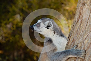 ring-tailed gray lemur in natural environment Madagascar.Close-up, cute primate