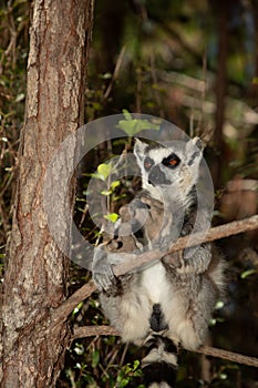 ring-tailed gray lemur in natural environment Madagascar.Close-up, cute primate