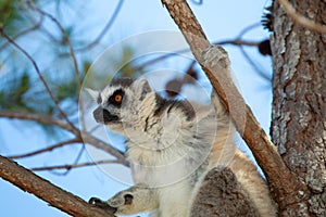 ring-tailed gray lemur in natural environment Madagascar.Close-up, cute primate