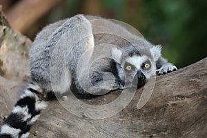 Ring Tailed Lemur