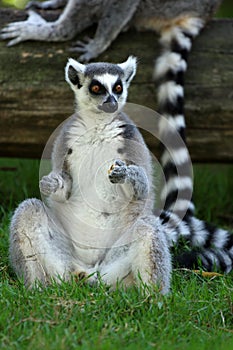 Ring-tailed Lemur