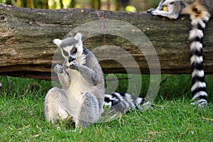 Ring-tailed Lemur