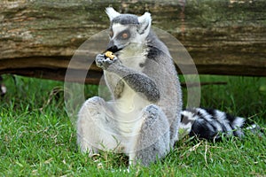 Ring-tailed Lemur