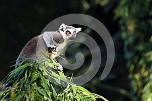 Ring-tailed Lemur