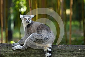 Ring-tailed Lemur