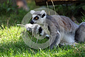 Ring-tailed Lemur