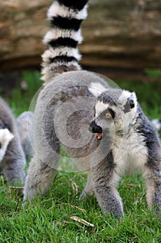 Ring-tailed Lemur