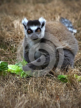 Ring-Tailed Lemur