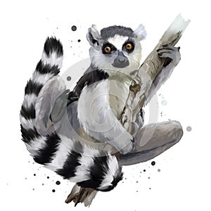 A ring-tailed lemur