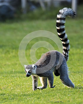 Ring-tailed lemur