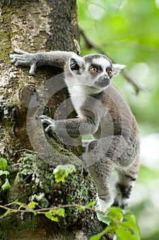 Ring-tailed lemur