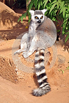 Ring-Tailed Lemur