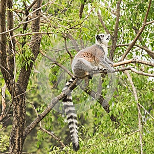 Ring-tailed lemur