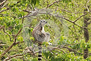 Ring-tailed lemur