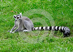 Ring Tailed Lemur