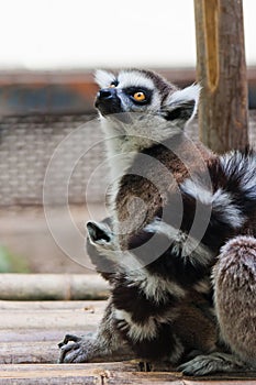 Ring-tailed Lemur