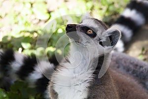 Ring tailed lemur