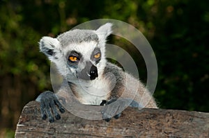 Ring-tailed Lemur