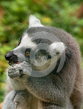 Ring tailed Lemur