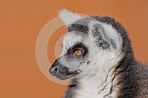 Ring-tailed lemur