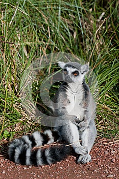 Ring-tailed lemur