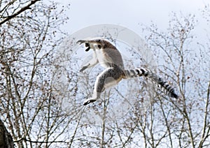 A ring-tailed lemur