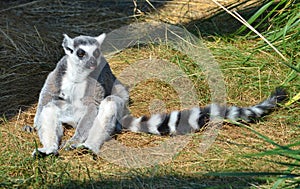 Ring Tailed Lemur