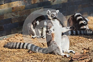 Ring-tailed Lemur