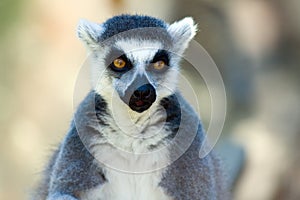 Ring-tailed lemur