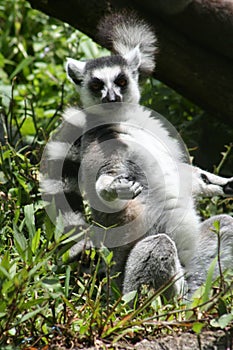 The Ring-Tailed Lemur