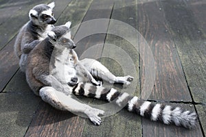 Ring Tailed Lemur