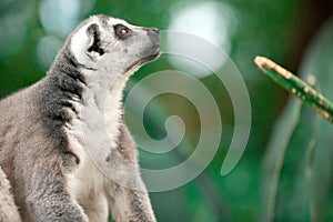 Ring-tailed Lemur