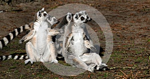 Ring-Tailed Lemur