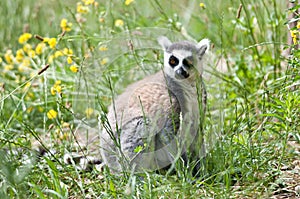 Ring tailed lemur