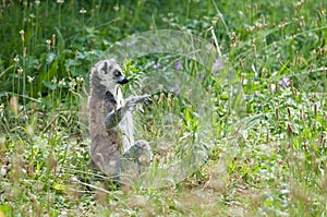 Ring tailed lemur