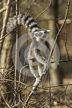 Ring-tailed lemur