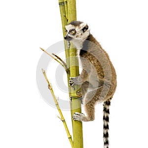 Ring-tailed Lemur (6 weeks) - Lemur catta