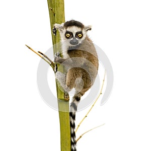 Ring-tailed Lemur (6 weeks) - Lemur catta