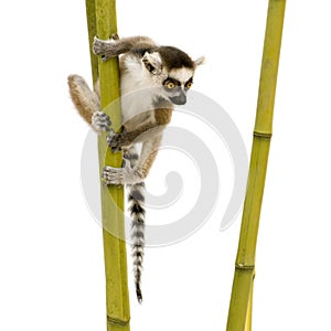 Ring-tailed Lemur (6 weeks) - Lemur catta
