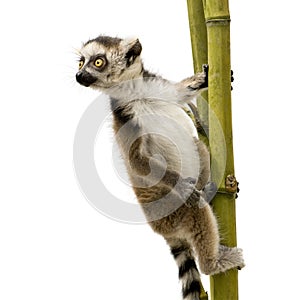 Ring-tailed Lemur (6 weeks) - Lemur catta