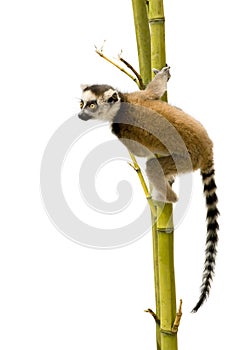 Ring-tailed Lemur (6 weeks) - Lemur catta