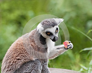 Ring tailed lemur