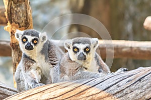 Ring tailed lemur