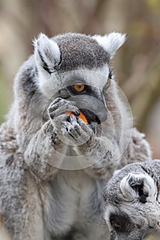 Ring Tailed Lemur