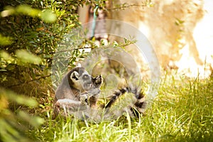 Ring-tailed lemur