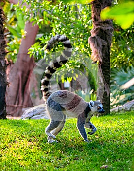 Ring-tailed Lemur