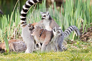 Ring-tailed lemur