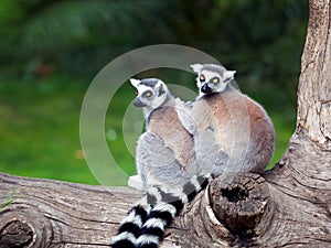 The ring-tailed lemur